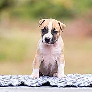 Baīka participe au concours pour gagner de l'argent avec cette photo : puppy, dog, canine, pet, animal, portrait, sitting, outdoor, blanket, fluffy, brown_and_white, short_hair, black_markings, blue_eyes, looking_at_camera, cute, centered, blurred_background, nature, photography