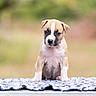 puppy, dog, canine, pet, animal, portrait, sitting, outdoor, blanket, fluffy, brown_and_white, short_hair, black_markings, blue_eyes, looking_at_camera, cute, centered, blurred_background, nature, photography