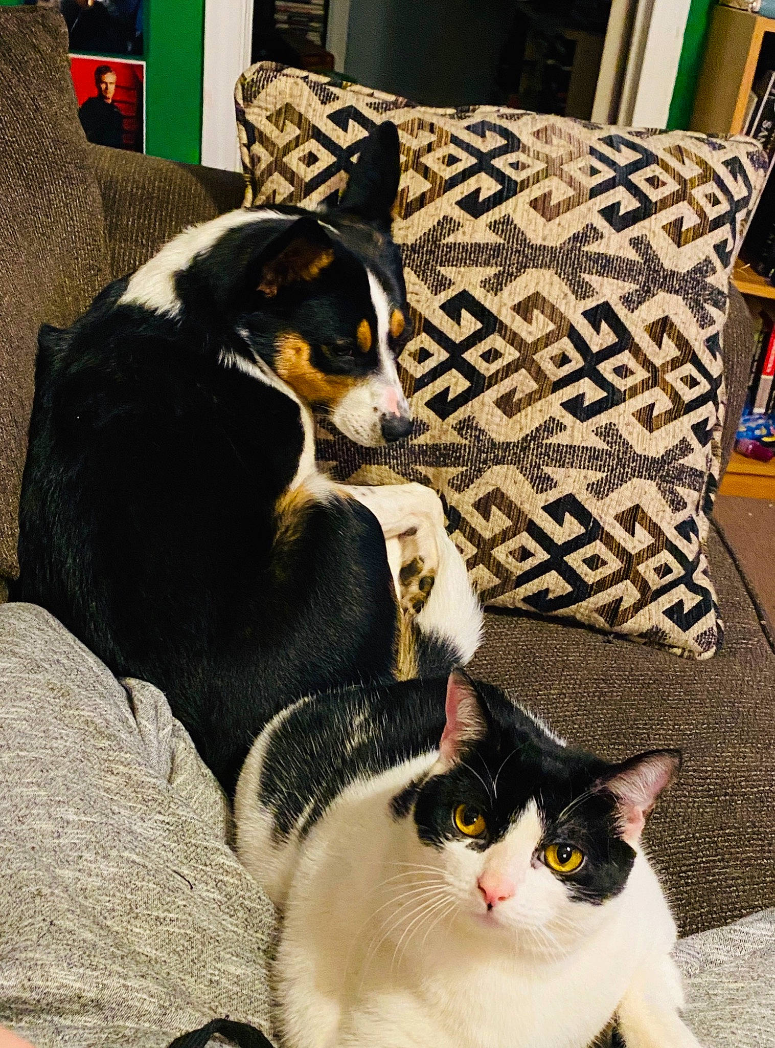 Jedi is registered to the contest to win money with this photo: american_wirehair, canidae, carnivore, cat, dog_breed, domestic_short_haired_cat, felidae, fur, kitten, mammal, small_to_medium_sized_cats, tail, whiskers