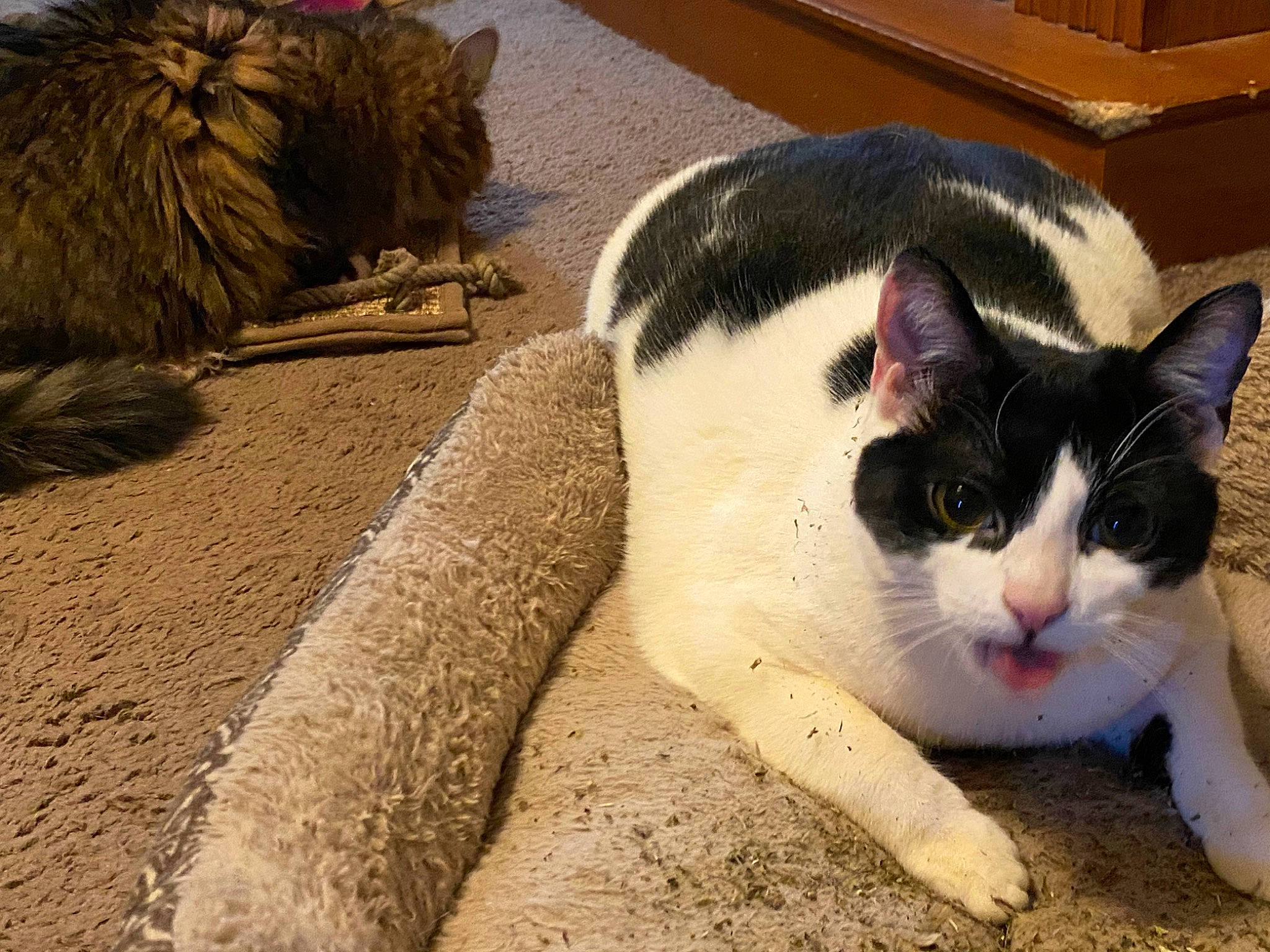 Jedi joined the competition — help win amazing prizes! aegean_cat, carnivore, cat, domestic_short_haired_cat, european_shorthair, felidae, fur, kitten, mammal, paw, polydactyl_cat, small_to_medium_sized_cats, snout, tail, vertebrate, whiskers