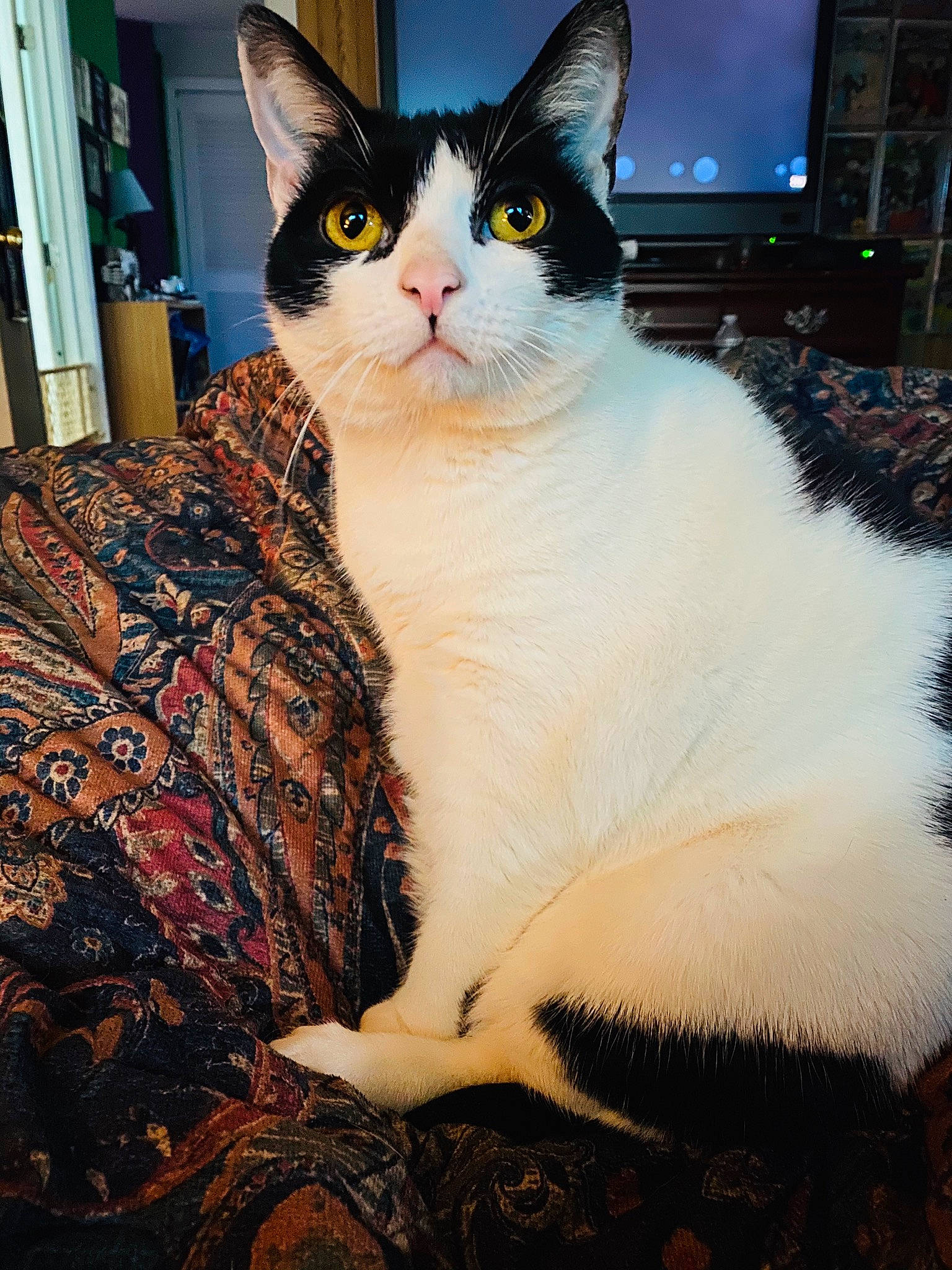 Jedi joined the competition — help win amazing prizes! aegean_cat, american_wirehair, asian, carnivore, cat, domestic_short_haired_cat, european_shorthair, felidae, fur, japanese_bobtail, mammal, small_to_medium_sized_cats, tail, turkish_angora, whiskers