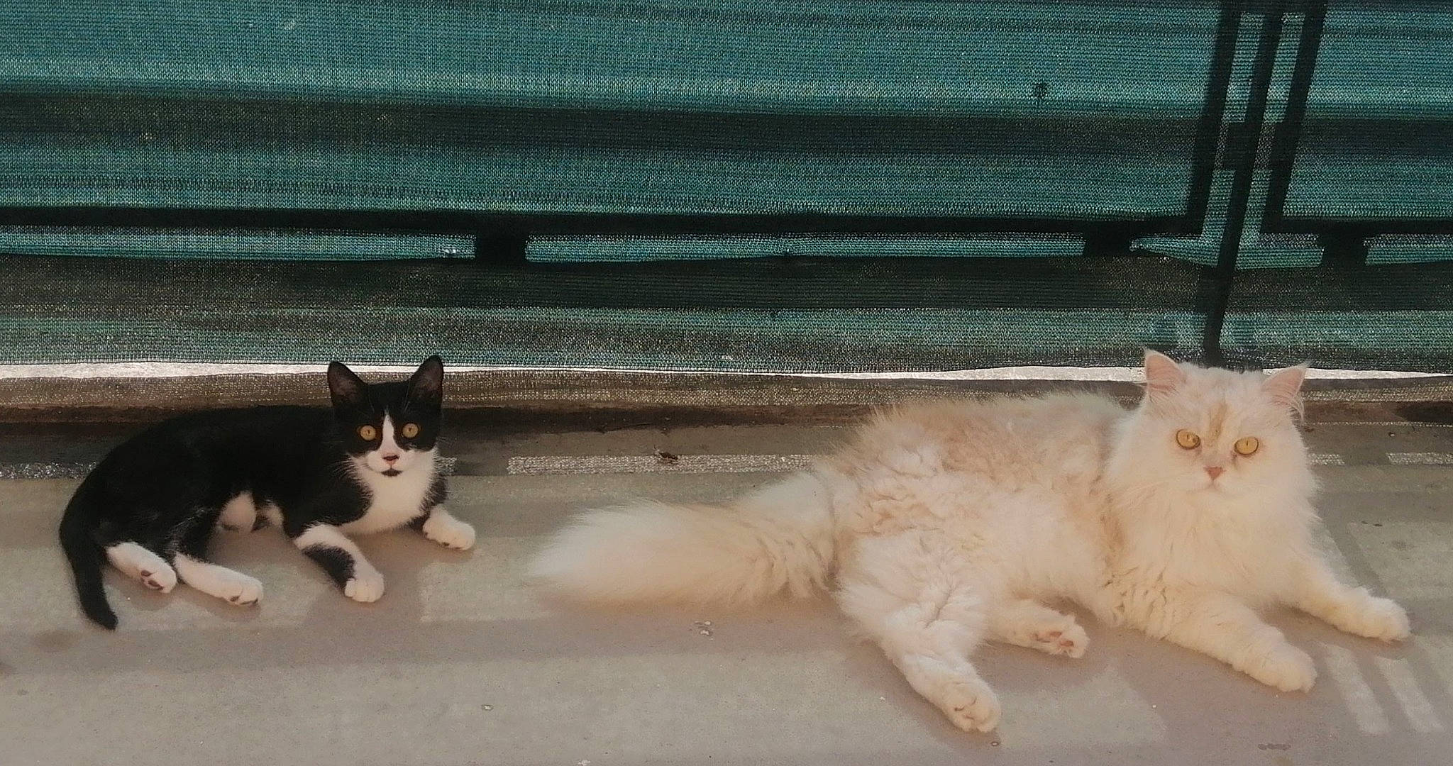 Loulou a rejoint le concours — aidez-le/la à gagner de superbes lots ! carnivore, cat, claw, domestic_short_haired_cat, fawn, felidae, flooring, foot, fur, mammal, paw, sand, shadow, sitting, small_to_medium_sized_cats, tail, terrestrial_animal, whiskers, window, wood