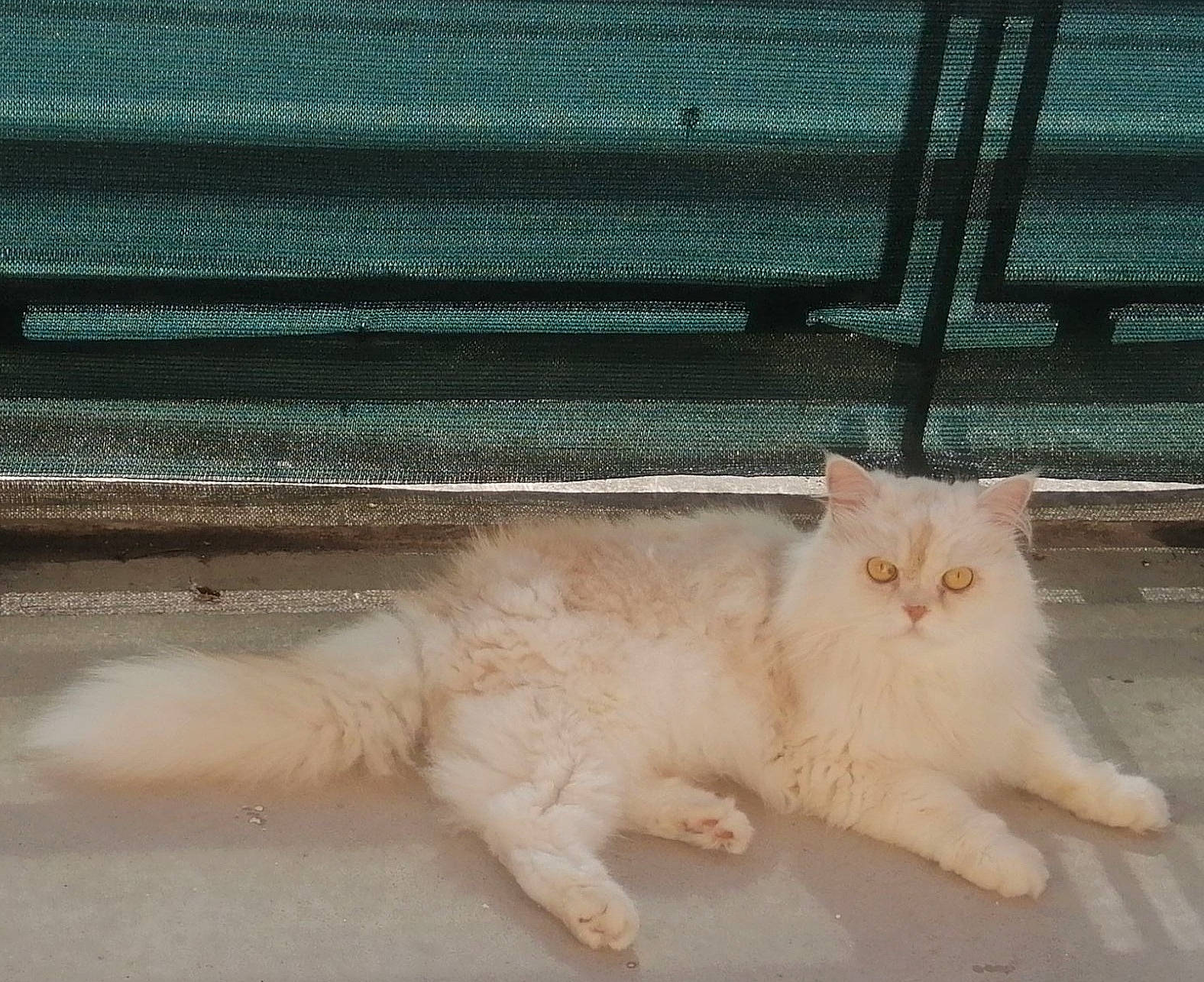 Loulou a rejoint le concours — aidez-le/la à gagner de superbes lots ! carnivore, cat, claw, domestic_short_haired_cat, fawn, felidae, flooring, fur, paw, road_surface, sand, sitting, small_to_medium_sized_cats, snout, tail, terrestrial_animal, whiskers, window, wood