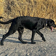 Akira joined the competition — help win amazing prizes! dog, black_dog, walking, outdoor, dry_grass, path, tongue_out, collar, canine, pet, sunlight, nature, animal, mammal, side_view, fur, tail, four_legs, daytime, ground