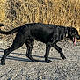 dog, black_dog, walking, outdoor, dry_grass, path, tongue_out, collar, canine, pet, sunlight, nature, animal, mammal, side_view, fur, tail, four_legs, daytime, ground