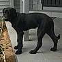 Akira is registered to the contest to win money with this photo: dog, black_dog, porch, outdoor, pet, animal, standing, curious, tiles, plant, garden, fence, shadow, side_view, fur, ears, tail, legs, house, concrete