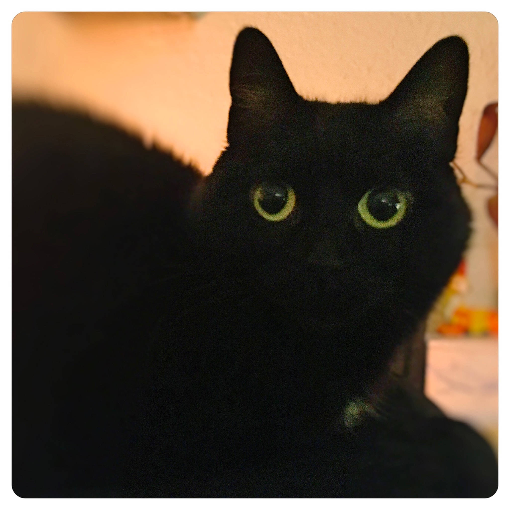 Matoune a rejoint le concours — aidez-le/la à gagner de superbes lots ! asian, black, black_cat, bombay, carnivore, cat, domestic_short_haired_cat, felidae, korat, mammal, small_to_medium_sized_cats, square, technology, whiskers