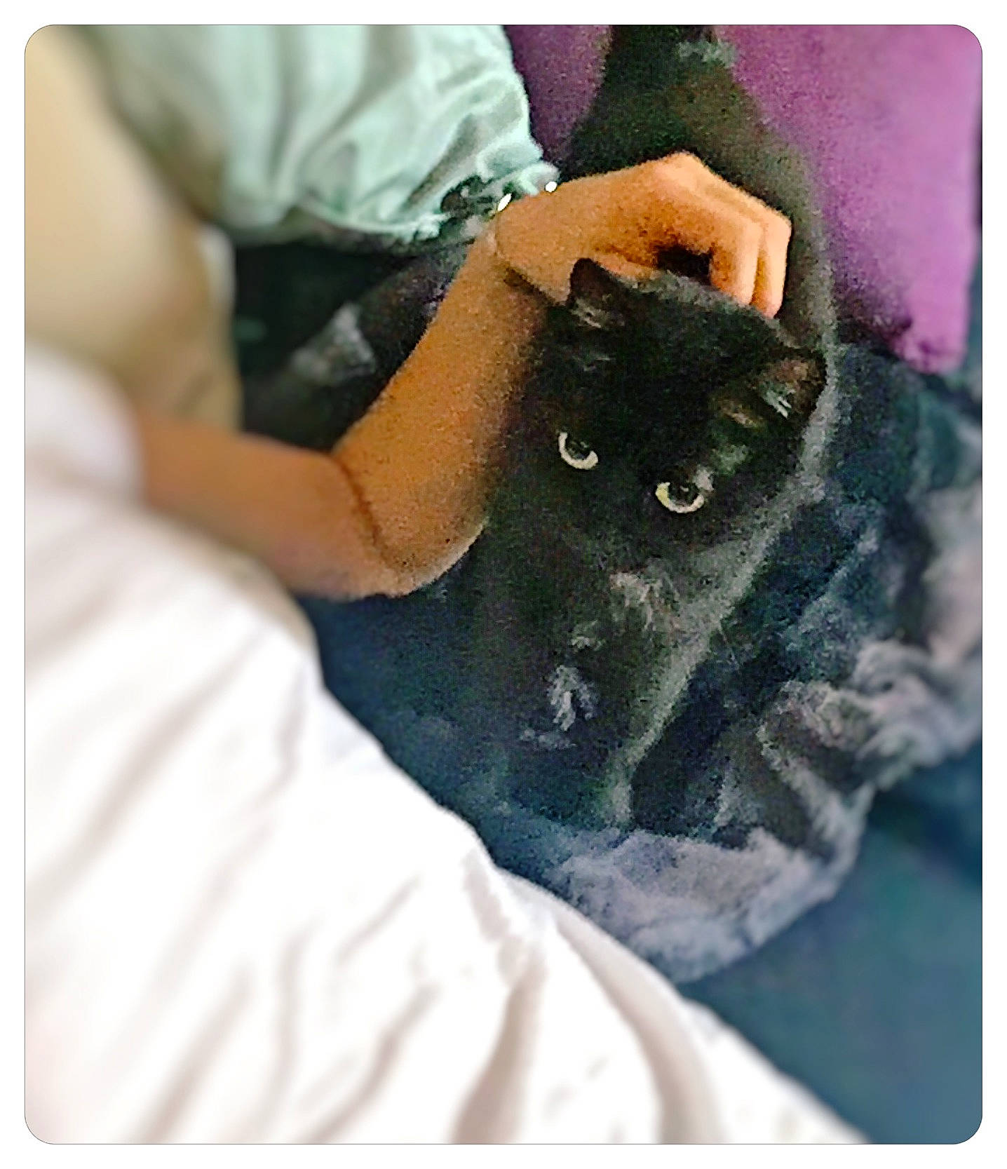 Matoune participe au concours pour gagner de l'argent avec cette photo : black_cat, carnivore, cat, domestic_short_haired_cat, ear, felidae, fur, kitten, korat, nebelung, small_to_medium_sized_cats, whiskers