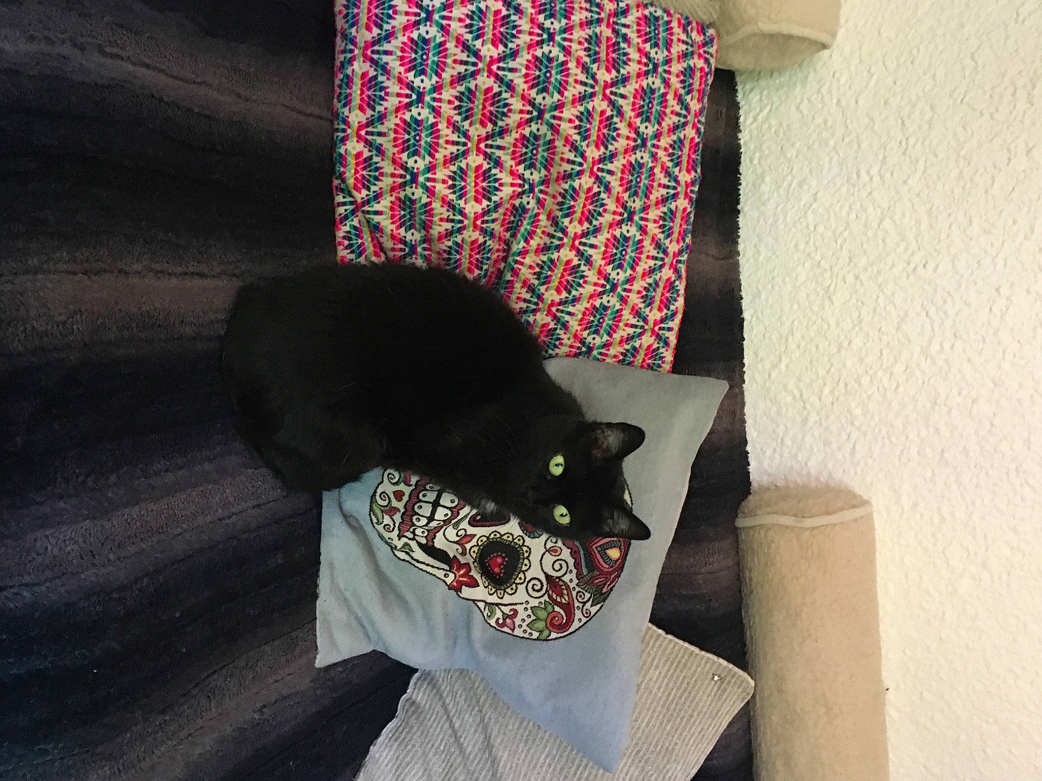 Matoune participe au concours pour gagner de l'argent avec cette photo : art, black_cat, cat, felidae, small_to_medium_sized_cats, tail, textile, whiskers