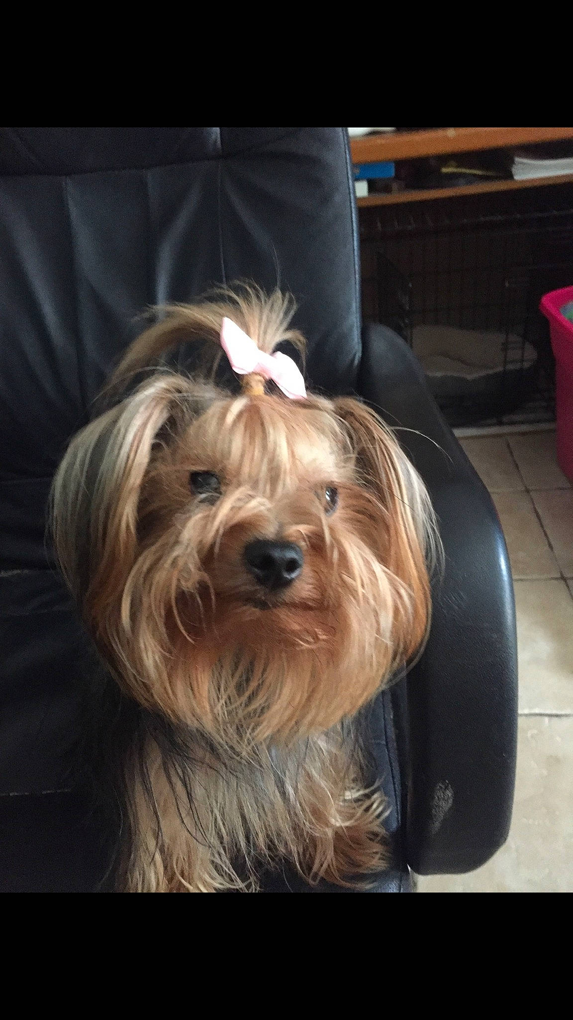 Abby Kay joined the competition — help win amazing prizes! australian_silky_terrier, australian_terrier, bearded_collie, biewer_terrier, canidae, carnivore, companion_dog, dog, dog_breed, glen_of_imaal_terrier, lhasa_apso, mammal, rare_breed_dog, sapsali, small_terrier, terrier, tibetan_terrier, toy_dog, vertebrate, yorkshire_terrier