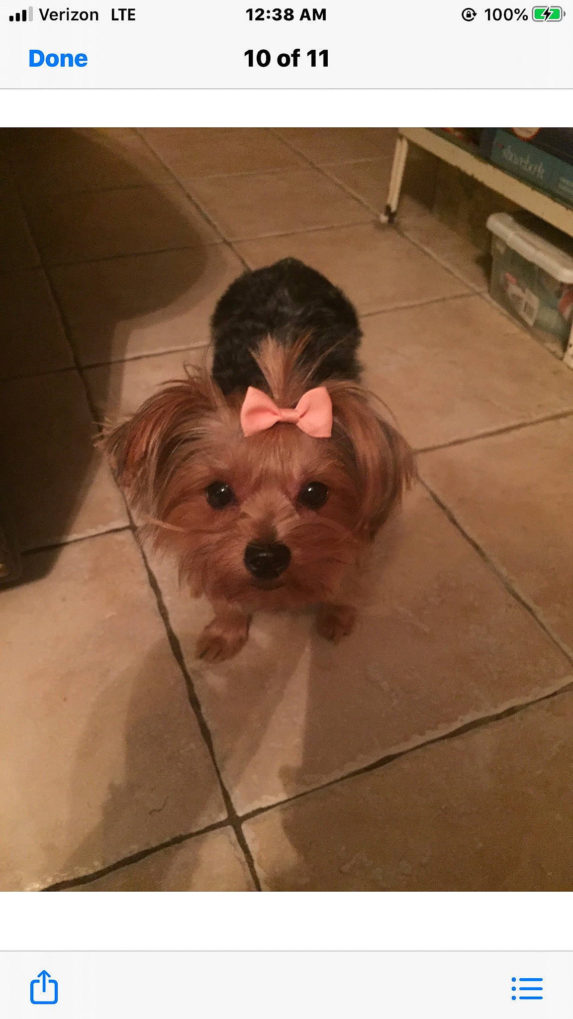 Abby Kay joined the competition — help win amazing prizes! biewer_terrier, canidae, carnivore, cavachon, chinese_imperial_dog, companion_dog, dog, dog_breed, lhasa_apso, maltepoo, maltese, mammal, morkie, puppy, shih_tzu, small_terrier, toy_dog, vertebrate, yorkipoo, yorkshire_terrier