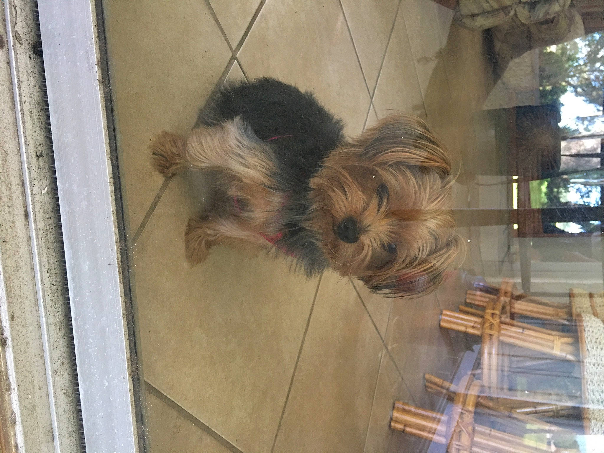 Abby Kay joined the competition — help win amazing prizes! australian_silky_terrier, cairn_terrier, canidae, carnivore, companion_dog, dog, dog_breed, fawn, mammal, morkie, norwich_terrier, rare_breed_dog, small_terrier, snout, sporting_group, sporting_lucas_terrier, terrier, toy_dog, yorkshire_terrier