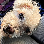 Whiskey is registered to the contest to win money with this photo: animal, background, close_up, companion, curly_hair, cute, dog, ears, fabric, furry, indoor, looking_up, pet, portrait, resting, seat, snout, soft_light, texture, whiskers