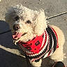 Whiskey is registered to the contest to win money with this photo: animal, canine, curly_fur, cute, dog, fur, happy, knitted_sweater, leash, looking_up, outdoor, paw_prints, pet, red_bandana, shadow, sidewalk, small_dog, sunlight, tongue_out, white_dog