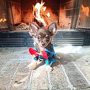 Love Bug joined the competition — help win amazing prizes! dog, puppy, clothing, bow_tie, fireplace, fire, brick, indoors, pet, cute, small_dog, fur, ears, animal, cozy, warm, sitting, brown, portrait, home