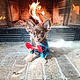dog, puppy, clothing, bow_tie, fireplace, fire, brick, indoors, pet, cute, small_dog, fur, ears, animal, cozy, warm, sitting, brown, portrait, home