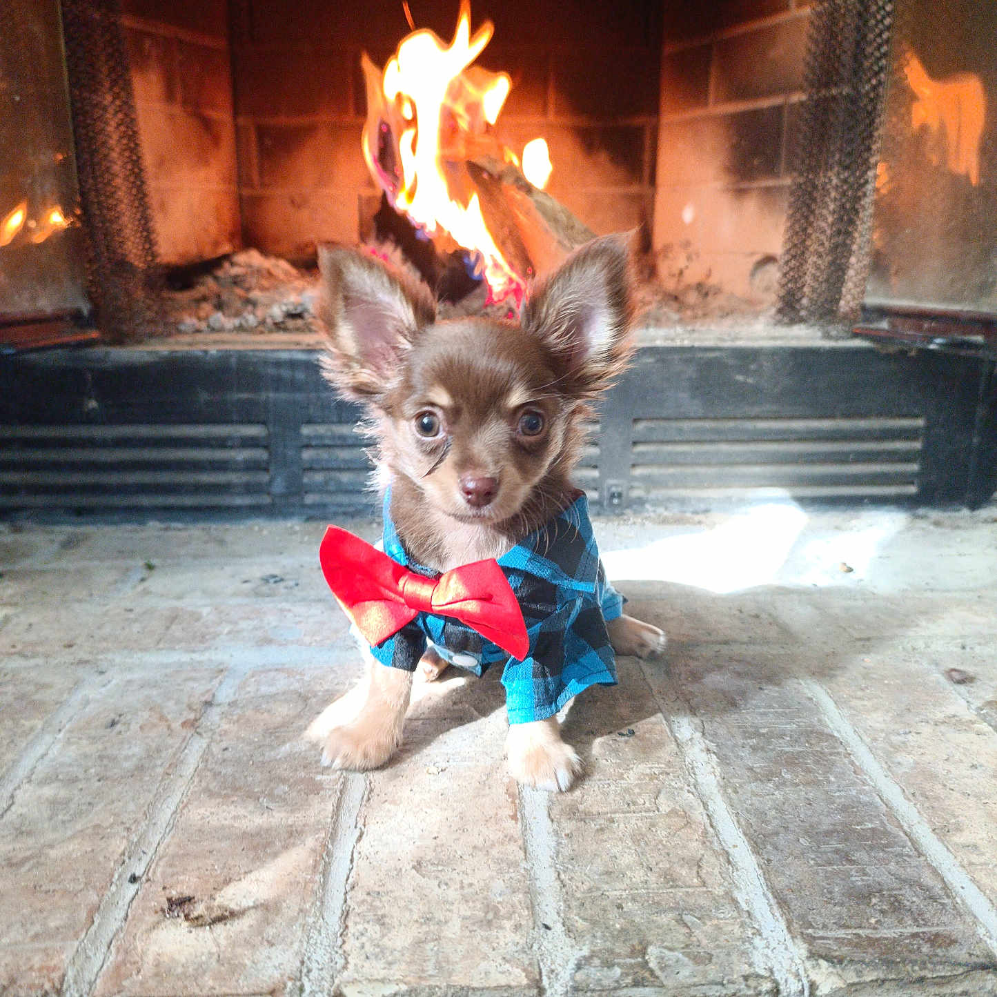 Love Bug joined the competition — help win amazing prizes! animal, bow_tie, brick, brown, clothing, cozy, cute, dog, ears, fire, fireplace, fur, home, indoors, pet, portrait, puppy, sitting, small_dog, warm