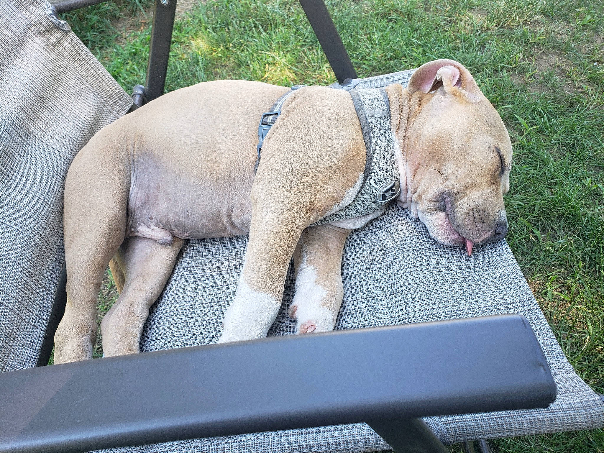 Enzo is registered to the contest to win money with this photo: american_pit_bull_terrier, boerboel, bullmastiff, canidae, carnivore, companion_dog, dog, dog_breed, fawn, grass, guard_dog, non_sporting_group, pit_bull, snout, sporting_group