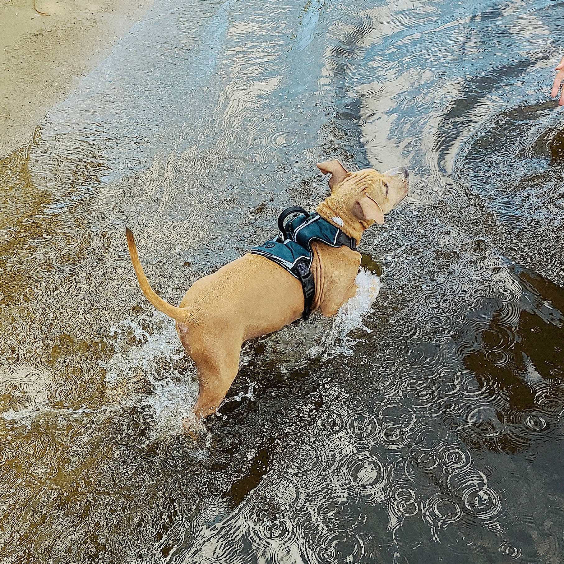 Enzo is registered to the contest to win money with this photo: adventure, american_pit_bull_terrier, beach, canidae, carnivore, dog, dog_breed, dog_walking, fawn, leash, sand, sporting_group, vacation