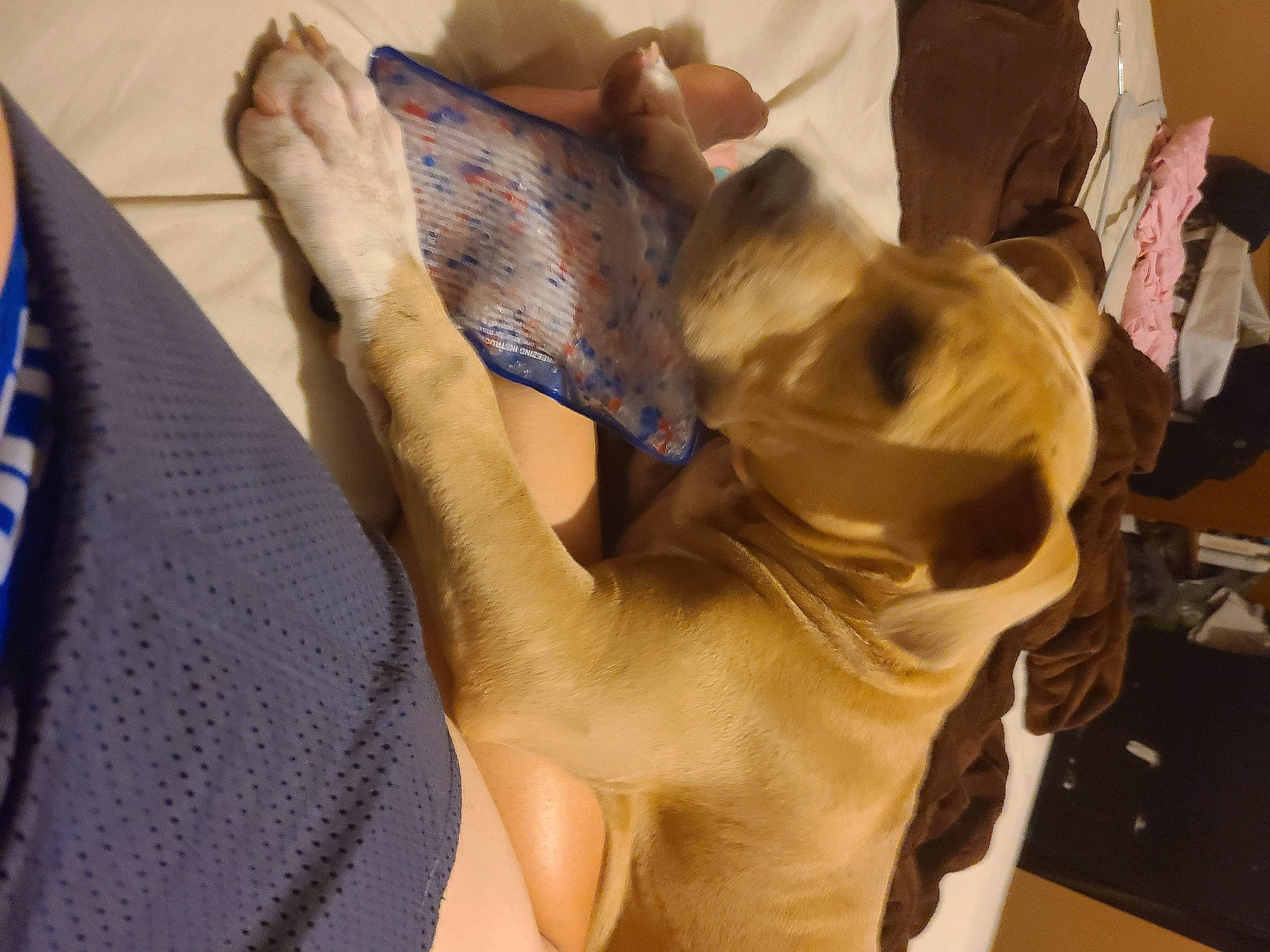 Enzo is registered to the contest to win money with this photo: fawn