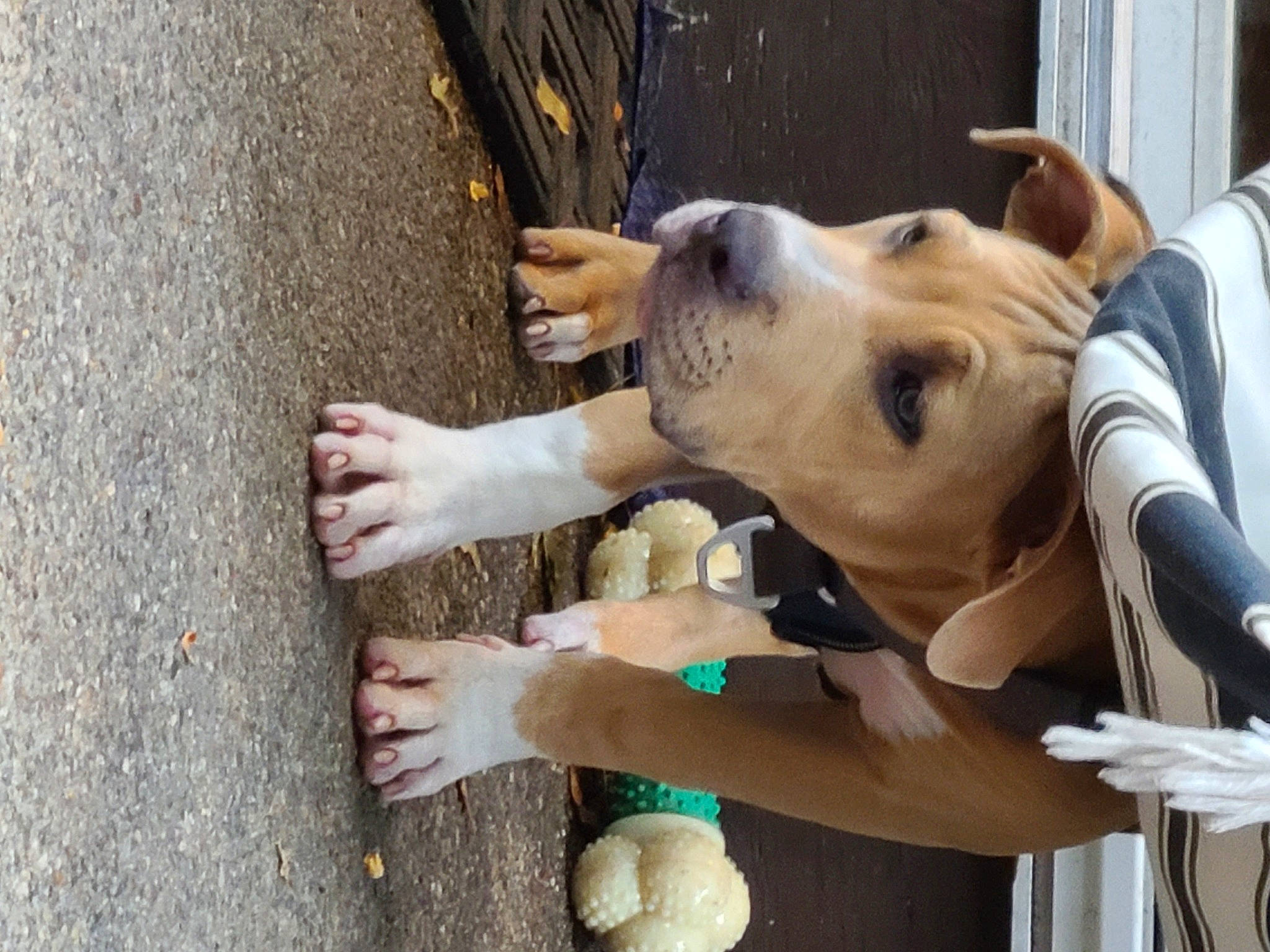 Enzo joined the competition — help win amazing prizes! american_bulldog, american_pit_bull_terrier, american_staffordshire_terrier, ancient_dog_breeds, animal_shelter, bulldog, bully_kutta, canidae, carnivore, companion_dog, dog, dog_breed, fawn, mammal, non_sporting_group, pit_bull, puppy_love, snout, sporting_group