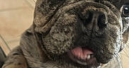 Ace is registered to the contest to win money with this photo: dog, puppy, french_bulldog, close_up, pet, animal, brindle, cute, tongue_out, ear, curious, indoor, floor, tile, face, canine, young, friendly, domestic, companion