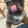 Ace is registered to the contest to win money with this photo: french_bulldog, dog, puppy, tongue, licking, cute, pet, indoor, floor, tile, kitchen, chair, wood, paw, jeans, denim, closeup, face, animal, looking_up