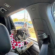 Ace is registered to the contest to win money with this photo: dog, french_bulldog, car_interior, bandana, window, paw, seatbelt, seat, sunlight, vehicle, outside, parking_lot, curious, pet, companion, travel, daytime, animal, cute, portrait
