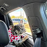 dog, french_bulldog, car_interior, bandana, window, paw, seatbelt, seat, sunlight, vehicle, outside, parking_lot, curious, pet, companion, travel, daytime, animal, cute, portrait