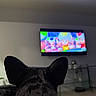 Ace joined the competition — help win amazing prizes! dog, black_dog, indoor, living_room, television, cartoon, wall_mount, ears, floor, furniture, couch, glass_table, modern, watching, pet, home, room, animal, entertainment, relaxation