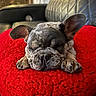 dog, puppy, french_bulldog, sleeping, red_cushion, indoor, pet, cute, fur, ears, paw, resting, cozy, closeup, animal, adorable, relaxing, home, leather_sofa, snuggly