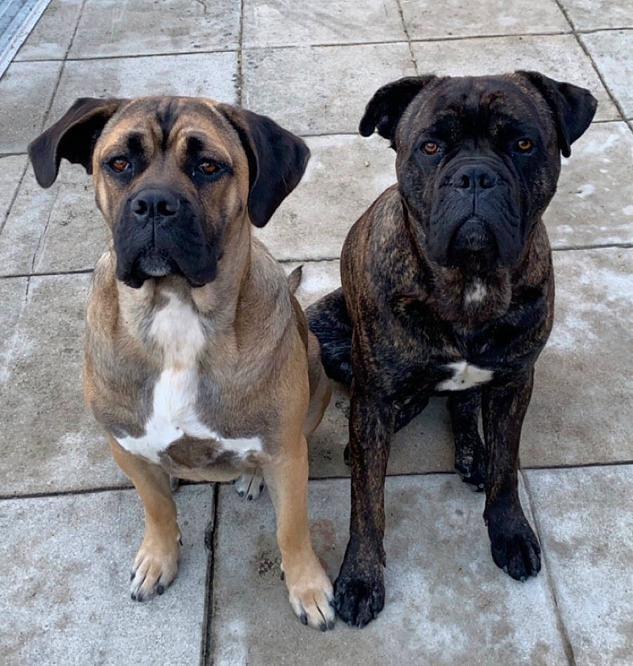 Narko Et Oxanne participe au concours pour gagner de l'argent avec cette photo : american_mastiff, ancient_dog_breeds, boerboel, boxer, bullmastiff, canidae, carnivore, companion_dog, dog, dog_breed, english_mastiff, fawn, mammal, molosser, perro_de_presa_mallorquin, rare_breed_dog, snout, sporting_group, vertebrate, working_dog