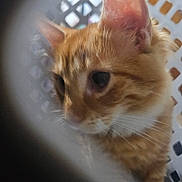 Orion is registered to the contest to win money with this photo: cat, orange_tabby, close_up, curious, whiskers, ear, face, feline, pet, animal, lattice, background, blurred, indoor, soft_light, fur, portrait, looking, cute, domestic
