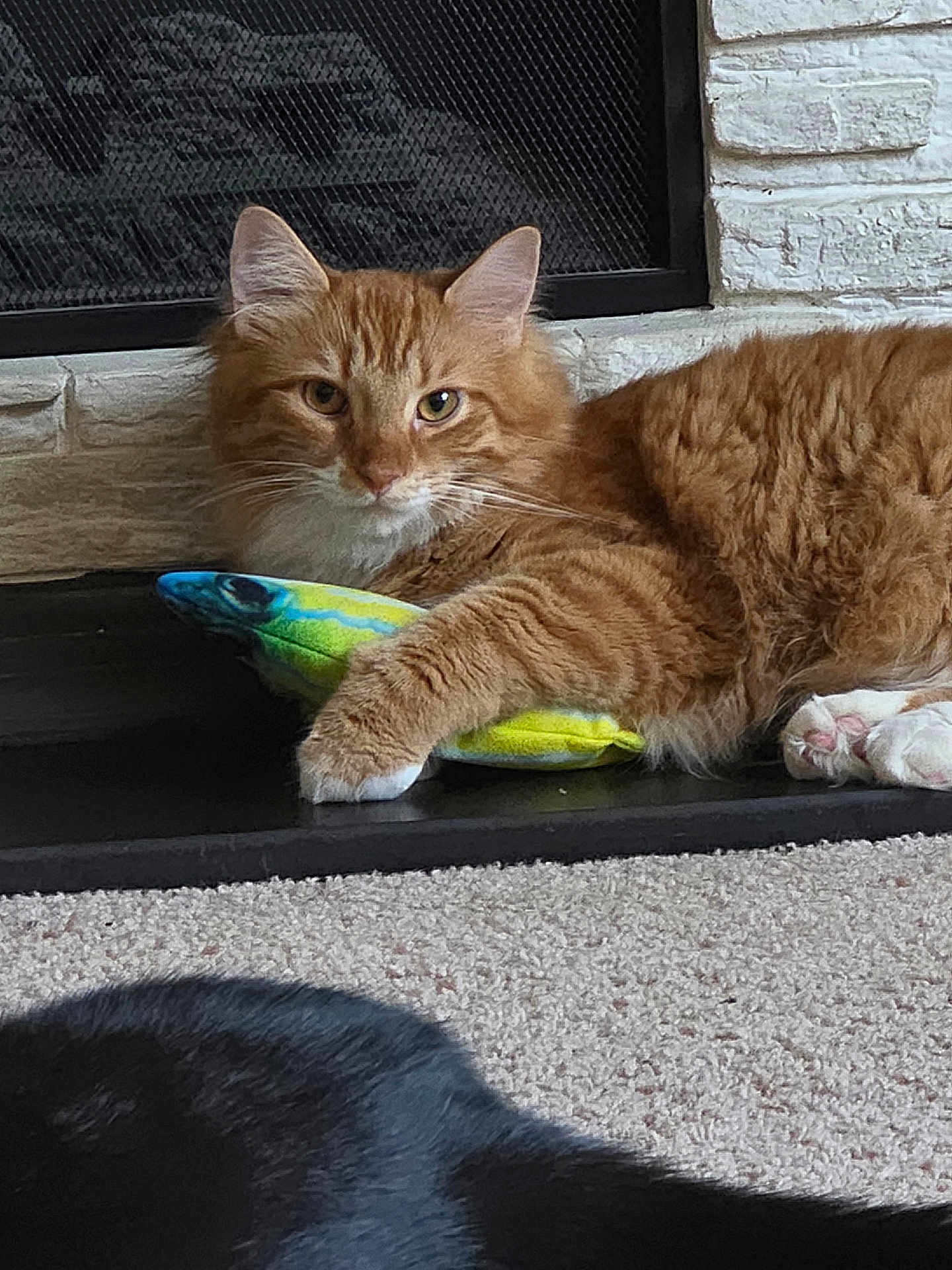 Orion joined the competition — help win amazing prizes! cat, orange_tabby, feline, pet, toy_fish, fireplace, hearth, carpet, paw, whiskers, fur, indoor, resting, relaxed, close_up, portrait, playful, cozy, white_chest, muzzle