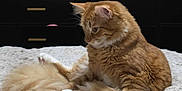 Orion is registered to the contest to win money with this photo: cat, orange_tabby, ginger_cat, fluffy, white_paws, tail, fur, bed, blanket, cozy, indoor, bedroom, dresser, drawer, furniture, pet, sitting, looking_down, relaxed, soft_texture