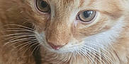 Orion joined the competition — help win amazing prizes! cat, kitten, orange_tabby, close_up, whiskers, fur, pet, animal, cute, young, eyes, ears, resting, indoor, soft, feline, mammal, portrait, carpet, domestic_cat