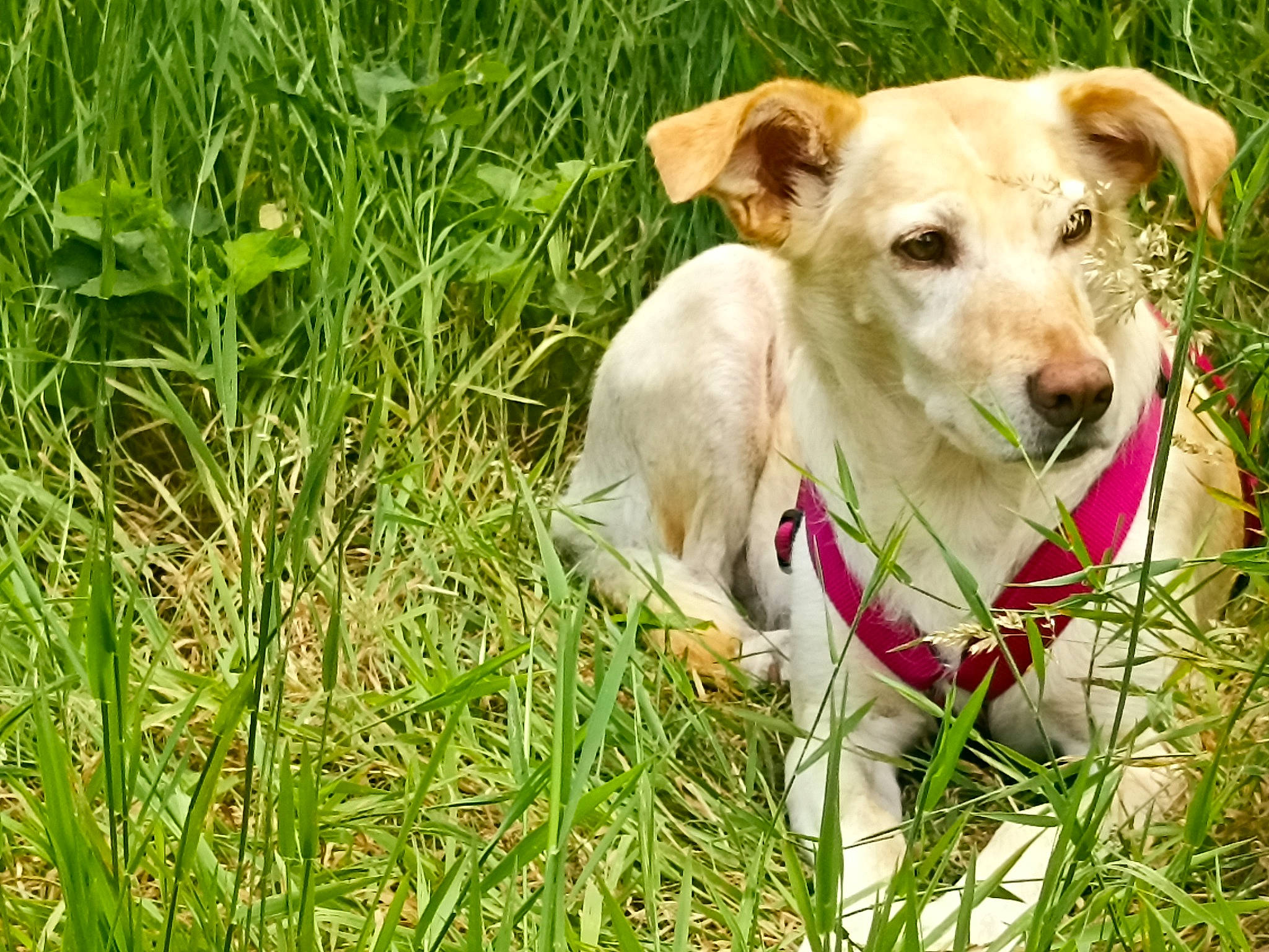 Lila participe au concours pour gagner de l'argent avec cette photo : canidae, carnivore, collar, companion_dog, dog, dog_breed, dog_collar, dog_supply, fawn, grass, grassland, meadow, pet_supply, plant, prairie, snout, sporting_group, terrestrial_animal, whiskers, working_animal
