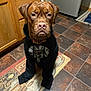 dog, brown_dog, pet, hoodie, clothing, kitchen, tile_floor, area_rug, floor_mat, wooden_cabinet, refrigerator, portrait, sitting, looking_at_camera, funny_expression, wrinkled_face, collar, indoor, coffee_motif, puddle_sleeves