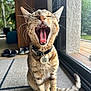 Mochi participe au concours pour gagner de l'argent avec cette photo : cat, tabby, yawning, indoor, carpet, collar, pet_tag, whiskers, mouth_open, teeth, tongue, window, glass_door, natural_light, plant, shoes, tail, feline, domestic_animal, home