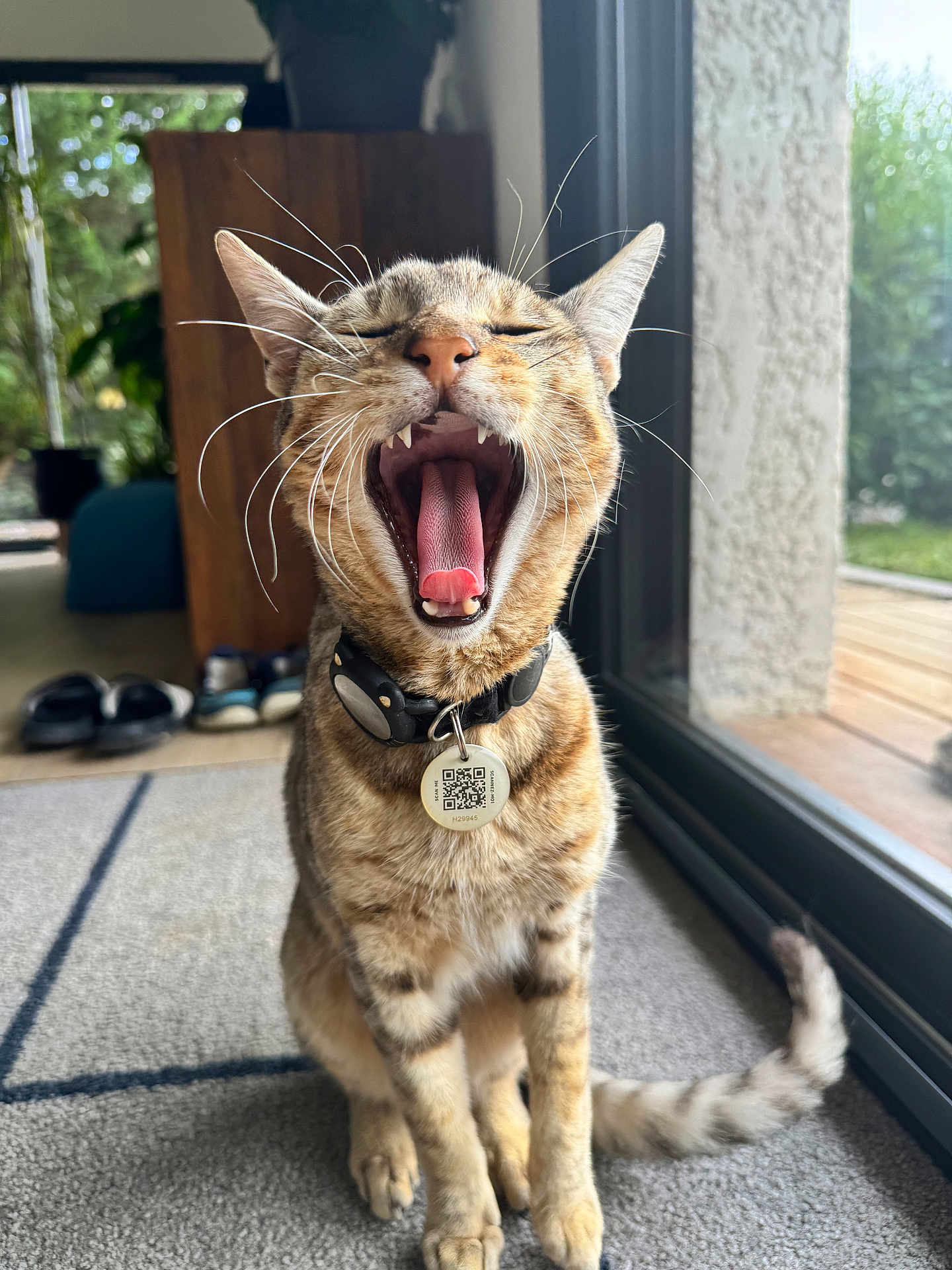 Mochi participe au concours pour gagner de l'argent avec cette photo : cat, tabby, yawning, indoor, carpet, collar, pet_tag, whiskers, mouth_open, teeth, tongue, window, glass_door, natural_light, plant, shoes, tail, feline, domestic_animal, home