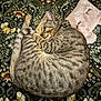 Mochi participe au concours pour gagner de l'argent avec cette photo : cat, tabby_cat, sleeping, curled_up, blanket, floral_pattern, pillow, soft_texture, indoor, pet, feline, resting, cozy, collar, striped, fur, cute, domestic_animal, relaxation, comfort