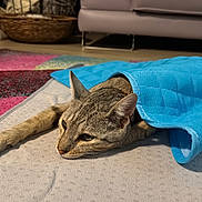Mochi participe au concours pour gagner de l'argent avec cette photo : animal, basket, blanket, cat, comfort, couch, cozy, ears, feline, floor, fur, home, indoor, laying_down, pet, relaxed, resting, soft, tabby, whiskers