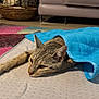 animal, basket, blanket, cat, comfort, couch, cozy, ears, feline, floor, fur, home, indoor, laying_down, pet, relaxed, resting, soft, tabby, whiskers