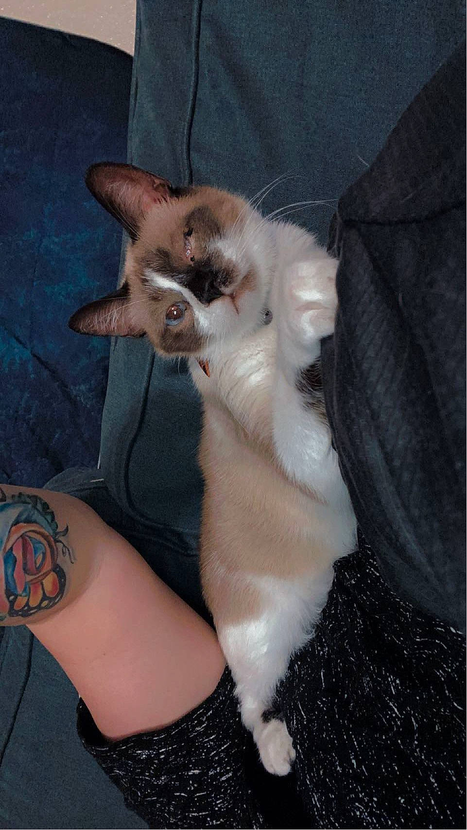 Liam is registered to the contest to win money with this photo: carnivore, cat, claw, comfort, elbow, fawn, felidae, flesh, foot, fur, gesture, human_leg, lap, paw, small_to_medium_sized_cats, snout, tail, temporary_tattoo, whiskers, wrist