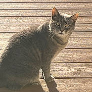 Matilda is registered to the contest to win money with this photo: cat, gray_cat, animal, pet, feline, wooden_deck, sunlight, shadow, outdoor, fur, whiskers, ears, tail, sitting, daylight, nature, curious, portrait, domestic_animal, quiet