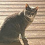 cat, gray_cat, animal, pet, feline, wooden_deck, sunlight, shadow, outdoor, fur, whiskers, ears, tail, sitting, daylight, nature, curious, portrait, domestic_animal, quiet