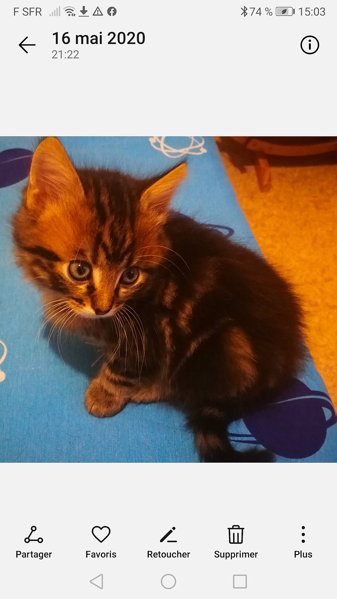 Loulou participe au concours pour gagner de l'argent avec cette photo : carnivore, cat, domestic_short_haired_cat, felidae, games, kitten, maine_coon, organism, photo_caption, photography, screenshot, small_to_medium_sized_cats, somali, whiskers