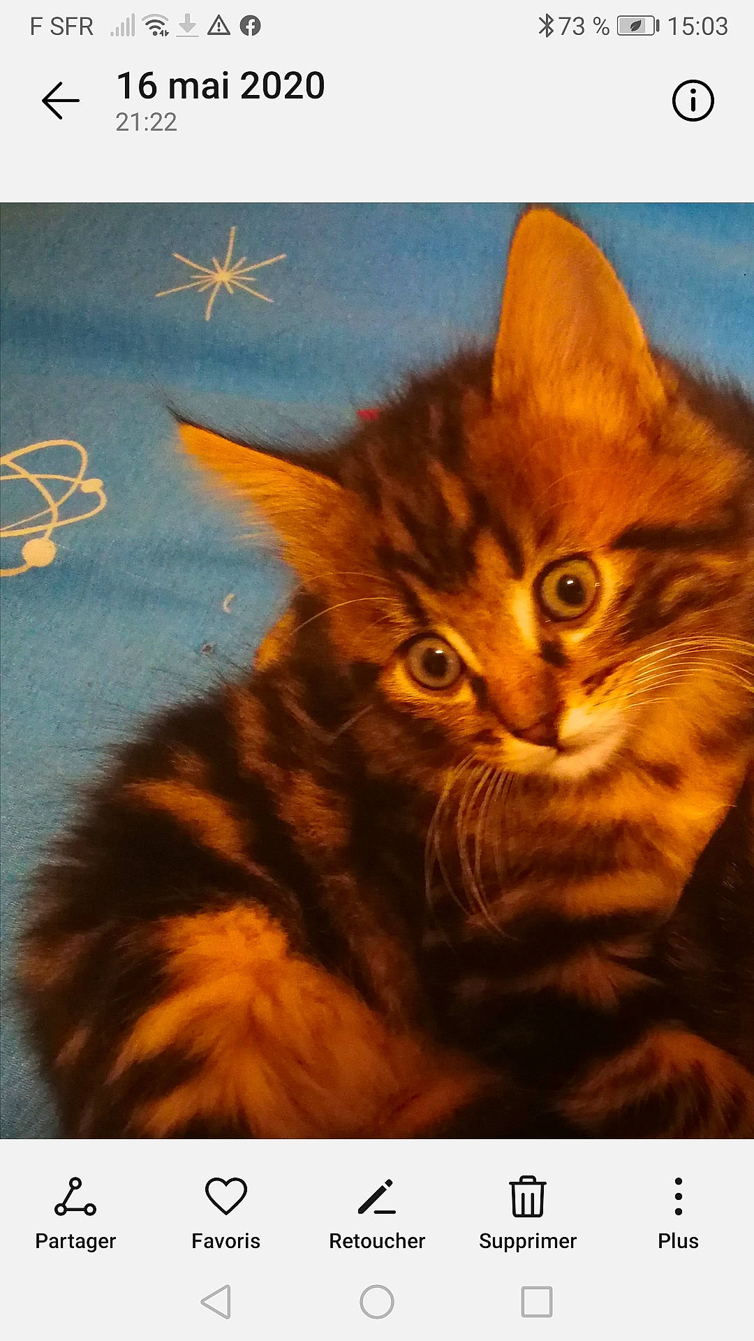 Loulou participe au concours pour gagner de l'argent avec cette photo : carnivore, cat, domestic_short_haired_cat, felidae, kitten, maine_coon, norwegian_forest_cat, photo_caption, screenshot, siberian, small_to_medium_sized_cats, tabby_cat, whiskers