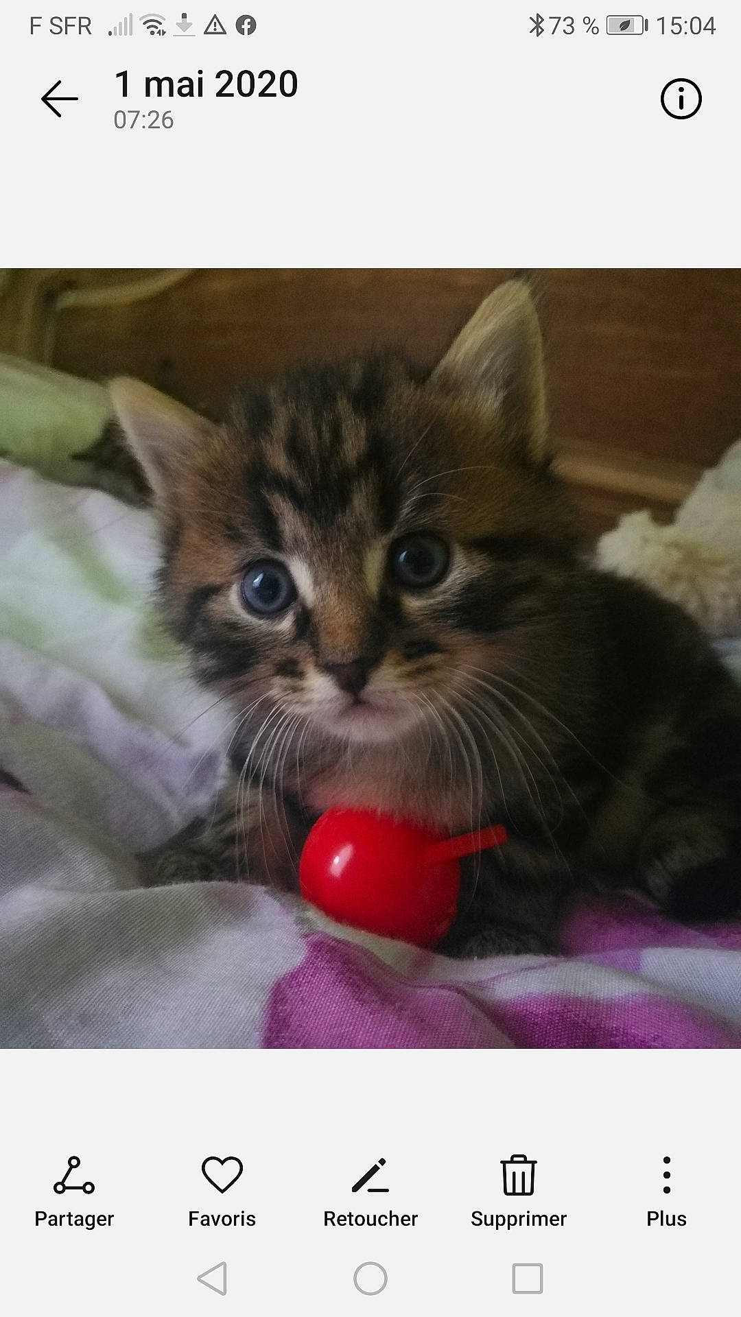 Loulou participe au concours pour gagner de l'argent avec cette photo : american_shorthair, asian, carnivore, cat, domestic_short_haired_cat, european_shorthair, felidae, kitten, mammal, norwegian_forest_cat, photo_caption, play, polydactyl_cat, small_to_medium_sized_cats, tabby_cat, whiskers