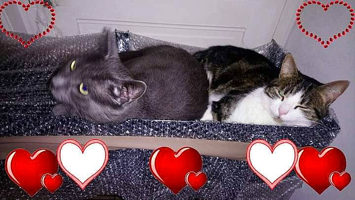 Balou a rejoint le concours — aidez-le/la à gagner de superbes lots ! bombay, box, carmine, carnivore, cat, cat_supply, domestic_short_haired_cat, felidae, font, fur, grey, love, mammal, organ, photo_caption, rectangle, small_to_medium_sized_cats, snout, vertebrate, whiskers